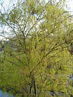 Acer palmatum cv Koto no ito (fam Aceracees) (Photo F. Mrugala) (2)